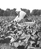 Weeding beans on a Dutch truck farm outside Winnipeg, Manitoba (Edith S. Watson, ca 1918)