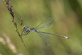 Emerald damselfly (Lestes sponsa) male 3