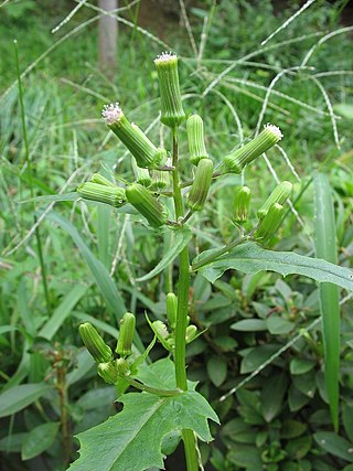 <i>Erechtites hieraciifolius</i> Species of plant in the family Asteraceae