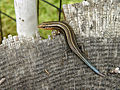 Image 25 American five-lined skink Photo: Thegreenj The American five-lined skink (Eumeces fasciatus) is one of the most common lizards in the eastern United States, as well as one of the five lizard species extant in Canada. It is a small to medium sized skink growing to about 12.5 to 21.5 cm (4.9 to 8.5 in). Juveniles (as seen here) are dark brown to black with five distinctive white to yellowish stripes running along the body and a bright blue tail. More selected pictures