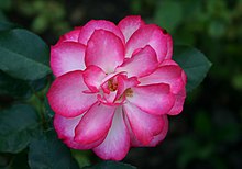 'Hannah Gordon' Floribunda rose.jpg