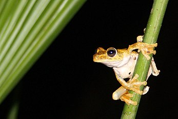 Frog, Gladiator tree