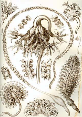 <span class="mw-page-title-main">Sea pen</span> Order of colonial marine cnidarians