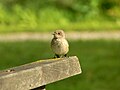 Adult, Estonia