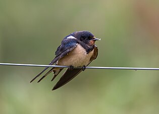 Hirundo rustica