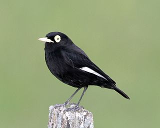 <span class="mw-page-title-main">Spectacled tyrant</span> Species of bird