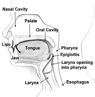 <span class="mw-page-title-main">Nasal cavity</span> Large, air-filled space above and behind the nose in the middle of the face