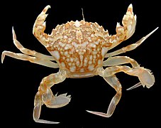 Liocarcinus marmoreus.jpg