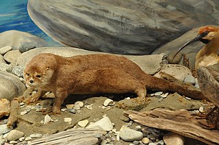 Southern river otter species of mammal