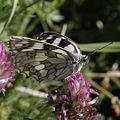 Melanargia galathea, Weibchen?