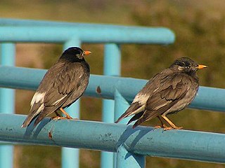 <span class="mw-page-title-main">White-cheeked starling</span> Species of bird