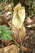 Nepenthes gymnamphora