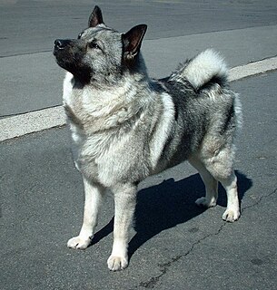 Norwegian Elkhound Dog breed