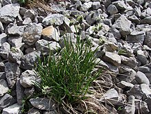 Oreochloa disticha T39-2.jpg