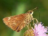 Pompeius verna (little glassywing) Adult, ventral view of wings.