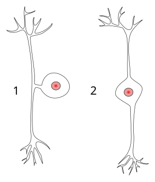 <span class="mw-page-title-main">Pseudounipolar neuron</span>