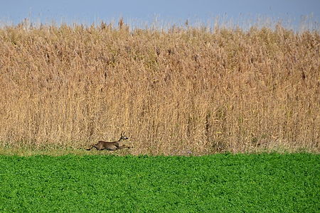 Special Nature Reservat Slano Kopovo. Author: Snowyns — Snežana Lukić