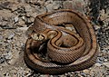 Image 16 Ladder snake Photo: User:Benny Trapp The ladder snake (Rhinechis scalaris) is found mostly in peninsular Spain, Portugal, and southern France. It usually eats eggs, insects, and small mammals such as mice. The snake is now threatened by habitat loss. More selected pictures