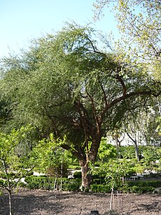 Le Molle (Schinus polygamus). Cette espèce est très résistante et rustique. C'est une plante médicinale. De croissance rapide, elle atteint 150 cm de hauteur en trois ans.