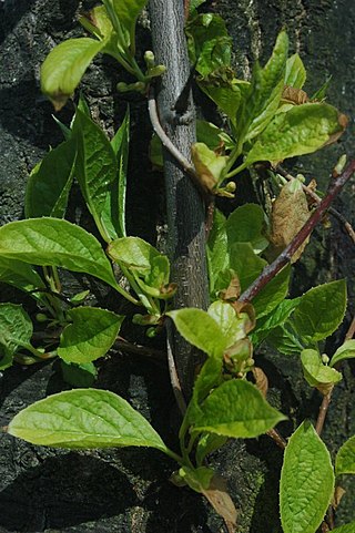 <i>Schisandra</i> Family of shrubs