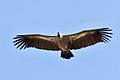 Young [[White-backed Vulture