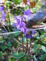 Soldanella alpina dans les environs de Hinterstoder (Haute-Autriche).