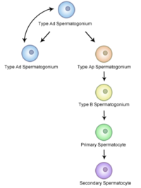 Spermatocytogenesis Spermatocytogenesis.png