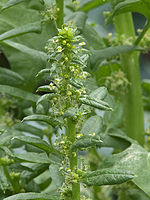 Spinacia oleracea male flowers, spinazie mannelijke bloemen.jpg