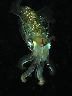 Cephalopod class of molluscs