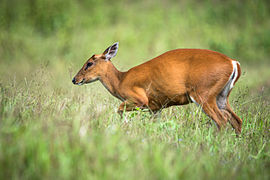 Indian muntjac