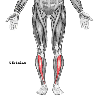 <span class="mw-page-title-main">Tibialis anterior muscle</span> Flexor muscle in humans that dorsiflexes the foot