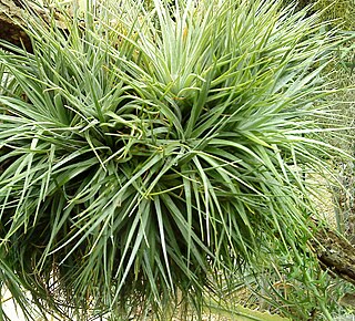 <i>Tillandsia <span style="font-style:normal;">subg.</span> Anoplophytum</i> Subgenus of flowering plants