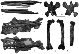 <i>Tonsala</i> Extinct genus of Plotopteridae