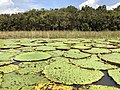 Na bacia do Amazonas próximo a Manaus, Brazil