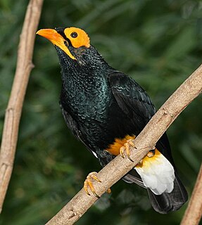 <span class="mw-page-title-main">Yellow-faced myna</span> Species of bird