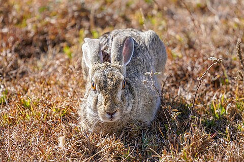 African savanna hare in the Serengeti National Park