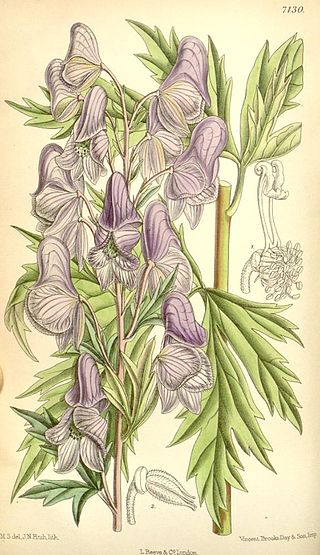 <i>Aconitum fischeri</i> Species of flowering plant