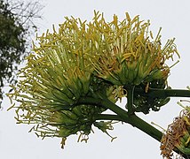 Flowers in Goa