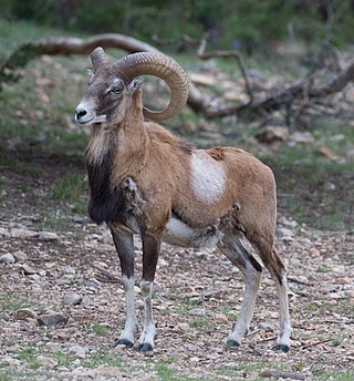 <span class="mw-page-title-main">Armenian mouflon</span> Subspecies of mammal