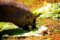 Turtle eating