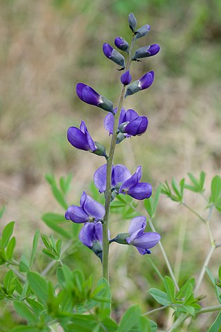 <i>Baptisia australis</i> Species of flowering plant in the pea family