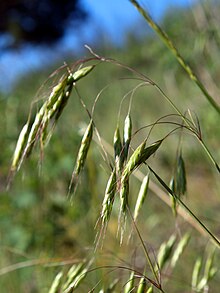 Bromus japonicus NPS-1.jpg