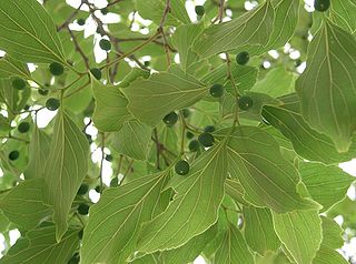 <i>Celtis</i> Genus of plants