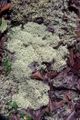 Boreal cup lichen Cladonia borealis Stenroos orsuaasat ermusingasut /rensdyrlav Orsuaasat ermusingasut, Bægerlav-familien