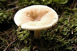 Dauburiuotoji tauriabudė (Clitocybe gibba)