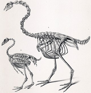 <span class="mw-page-title-main">New Zealand goose</span> Extinct genus of birds