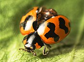 Coccinella transversalis con élitros abertos.