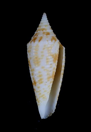 <i>Fusiconus</i> Subgenus of gastropods