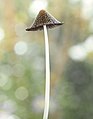 9 Coprinopsis lagopus-20220513-RM-100643 uploaded by Ermell, nominated by Ermell,  12,  2,  0