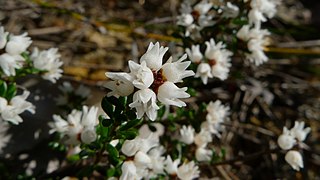 <i>Cryptandra</i> Genus of flowering plants